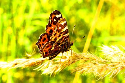 Marbled Map Butterfly Download Jigsaw Puzzle