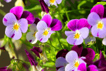 Flowers Download Jigsaw Puzzle