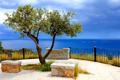 Olive Tree Download Jigsaw Puzzle