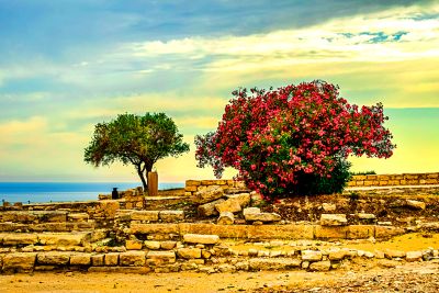 Ancient Ruins And Pink Blossoms Download Jigsaw Puzzle