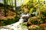Forest Stream Download Jigsaw Puzzle