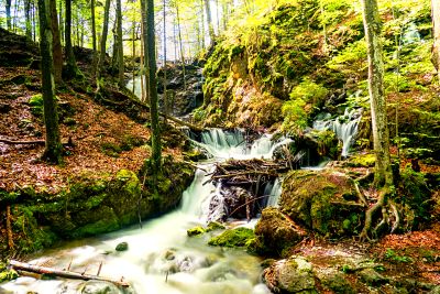 Forest Stream Download Jigsaw Puzzle
