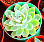 Succulent Plant Download Jigsaw Puzzle