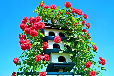 Rose-Covered Birdhouse Download Jigsaw Puzzle