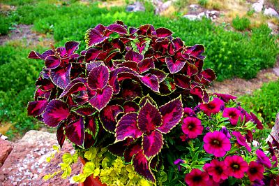 Flowers Download Jigsaw Puzzle