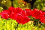 Flowers Download Jigsaw Puzzle