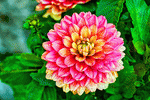 Flower Download Jigsaw Puzzle