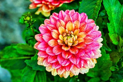 Flower Download Jigsaw Puzzle