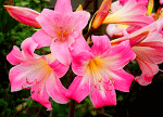 Flowers Download Jigsaw Puzzle