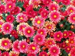 Flowers Download Jigsaw Puzzle