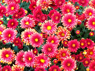 Flowers Download Jigsaw Puzzle