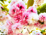 Cherry Blossoms Download Jigsaw Puzzle