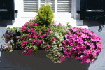 Window Boxes of Charleston Download Jigsaw Puzzle