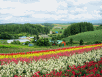 Flower Field Download Jigsaw Puzzle