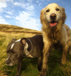 Two Pals Download Jigsaw Puzzle