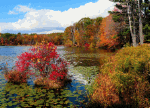 Fall Lakeside Download Jigsaw Puzzle