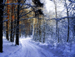 Road In Forest Download Jigsaw Puzzle