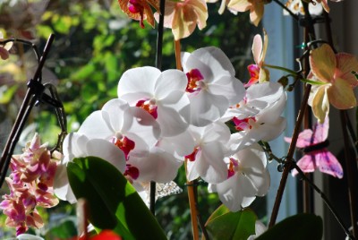 Orchidee Download Jigsaw Puzzle