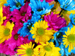 Daisies Download Jigsaw Puzzle