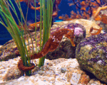 Seahorse Download Jigsaw Puzzle