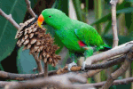 Green Bird Download Jigsaw Puzzle