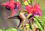 Hummingbird Download Jigsaw Puzzle