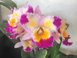 Orchids Download Jigsaw Puzzle