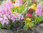 Spring Flowers Download Jigsaw Puzzle