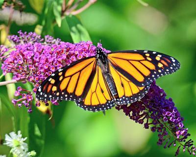 Monarch Butterfly Download Jigsaw Puzzle