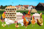 Chickens Download Jigsaw Puzzle