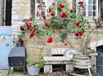 Climbing Rose Download Jigsaw Puzzle