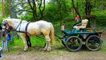 Horse-Drawn Carriage Download Jigsaw Puzzle