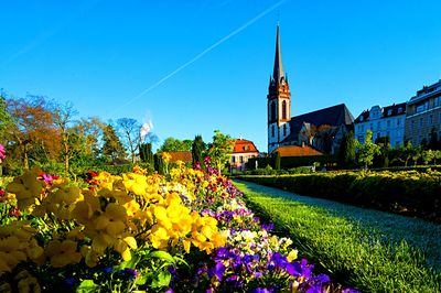 Flowers Download Jigsaw Puzzle